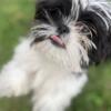 STILL AVAILABLE 2 male shih tzu 7 month old AKC