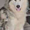 Sweet Male Siberian Husky