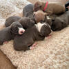 Pitbulls ready soon