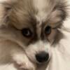 Pomeranian/American eskimo for rehoming