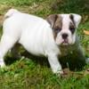 AKC English Bulldog 