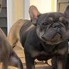 Blue Tri- French Bulldog