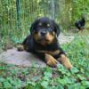 Rottweiler puppies available