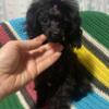 Extra Tiny Poodle F pup