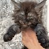 Persian cats female & male available today