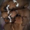 Boxer puppies purebred CKC registered available August 22