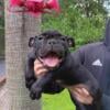 EXOTIC POCKET BULLY PUPPIES FULLY VETTED ABR REGISTERED