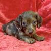 Miniature Dappled Dachshund’s