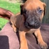 Presa Canario puppies