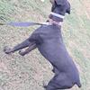 Male Doberman not registered 