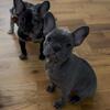 FRENCHTON PUPPIES [ DOGS  are 3/4 Frenchie | 1/4 Boston Terrier