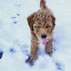 Looking for a Poodle or Goldendoodle Stud