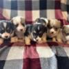 registered Corgi Puppies