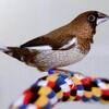 Society finch 651.278.8031