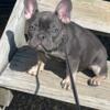 Female Frenchie for sale