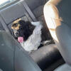 Female Newfoundland