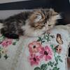 **SOLD** Tabby and White Bicolor Female CFA Persian kitten