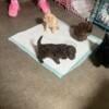 AKC Male Toy Poodles Looking for Loving Family