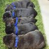 Cane corso puppies