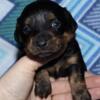 Brandees miniature dachshund babies