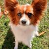 Female Papillon Puppy