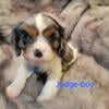 AKC Cavalier King Charles Spaniel puppies