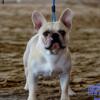 Adult Male Frenchie 