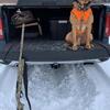 Fox Red Labrador Retriever Stud – AKC Registered