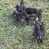 💥 8-Week-Old Tri Bully Puppies – 12 Available! 💥