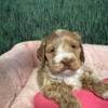 "High quality beautiful Cockapoo Puppy for sale! Non shedding, Home raised to be sociable and friendly!