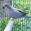 Blue pallid male quaker available