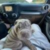 Rehoming Shar Pei Puppy AKC. 