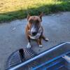 Beautiful English Bull terrier 