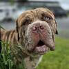 North American Mastiff