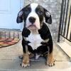 SEAL BLACK TRI COLOR PUPZ / ADBA REGISTERED GIOVANNI 917 542 1418