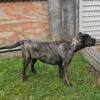 Female presa canario 