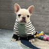Jasper- Cream Male- KY BlueGrass Frenchie Kentucky French Bulldog
