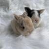 Holland lop bunnies (will be ready by the end of October)