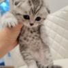 For sale, Scottish fold kitten