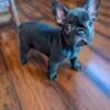 AKC French Bulldog Puppy