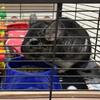 Seeking pet sitter for Late May