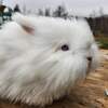 Purebred Blue Eyed White English Angora Buck For Sale! Ready NOW!