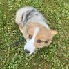 Blue Merle Corgi male