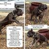 Blue Merle frenchie stud OFA tested
