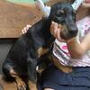 100% European Doberman Pinchers