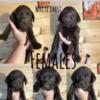 Akc chocolate lab puppies