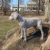 Great Dane puppies available