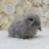 Holland lop bunny rabbit