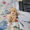 Toy Poodle Puppies Available