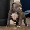 Gorgeous female American pocket bully pup